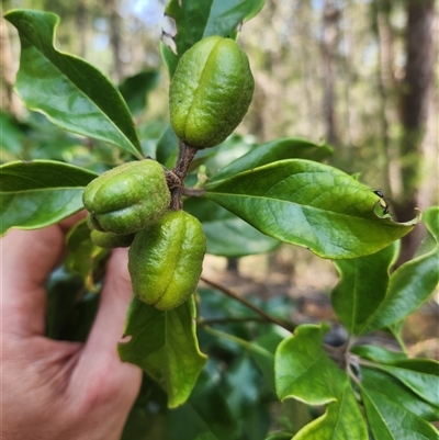 Pittosporum revolutum (Large-fruited Pittosporum) at Bermagui, NSW - 10 Dec 2024 by TheCrossingLand