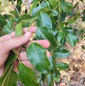 Pittosporum revolutum at Bermagui, NSW - 10 Dec 2024