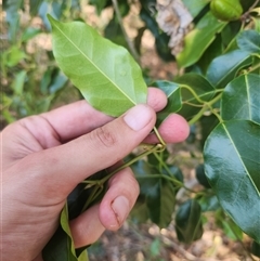 Pittosporum revolutum at Bermagui, NSW - 10 Dec 2024