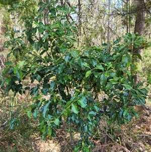 Pittosporum revolutum at Bermagui, NSW - 10 Dec 2024