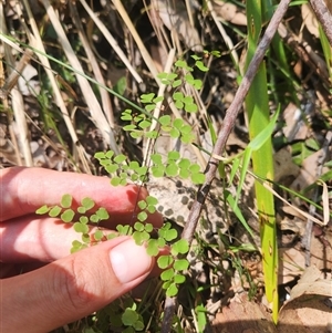 Adiantum aethiopicum at Bermagui, NSW - suppressed