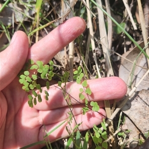 Adiantum aethiopicum at Bermagui, NSW - suppressed