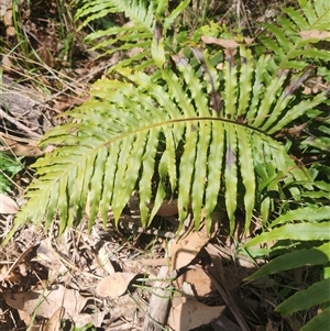 Blechnum cartilagineum at Bermagui, NSW - 10 Dec 2024