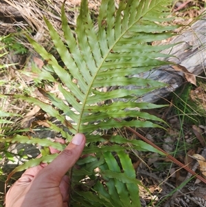 Blechnum cartilagineum at Bermagui, NSW - suppressed