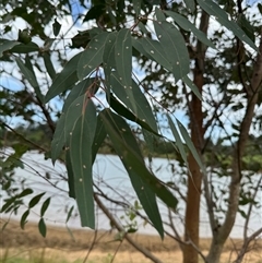 Eucalyptus benthamii at Brownlow Hill, NSW - 10 Dec 2024 by MaxDownes