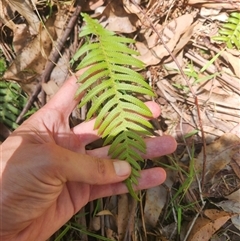 Blechnum neohollandicum (Prickly Rasp Fern) at Bermagui, NSW - 10 Dec 2024 by TheCrossingLand