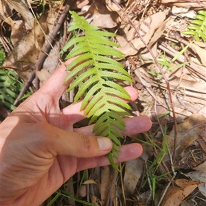 Blechnum neohollandicum at Bermagui, NSW - 10 Dec 2024 02:34 PM