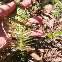 Blechnum neohollandicum at Bermagui, NSW - 10 Dec 2024 02:34 PM