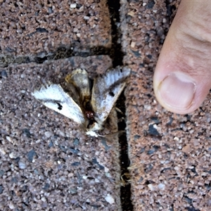 Epicoma melanospila at Kambah, ACT - 10 Dec 2024 09:42 AM