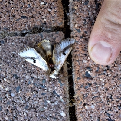 Epicoma melanospila (Black Spot Moth) at Kambah, ACT - 10 Dec 2024 by jac