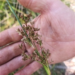 Juncus sp. (A Rush) at Bermagui, NSW - 10 Dec 2024 by TheCrossingLand