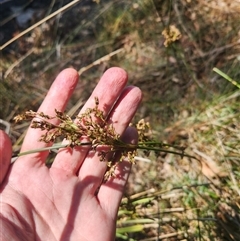 Juncus sp. at Bermagui, NSW - 10 Dec 2024