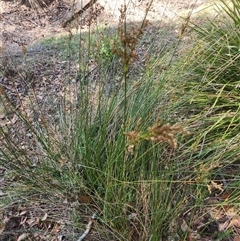 Juncus sp. at Bermagui, NSW - 10 Dec 2024