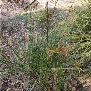 Juncus sp. at Bermagui, NSW - 10 Dec 2024