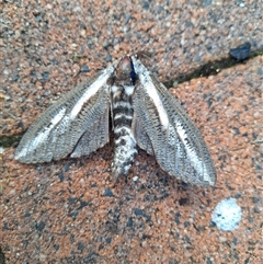 Endoxyla encalypti (Wattle Goat Moth) at Kambah, ACT - 5 Dec 2024 by jac