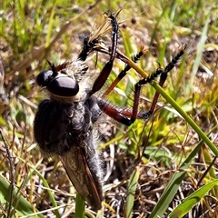 Neoaratus hercules (Herculean Robber Fly) at Kambah, ACT - 2 Dec 2024 by jac