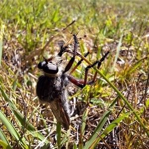 Neoaratus hercules at Kambah, ACT - 2 Dec 2024 10:01 AM