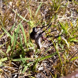 Neoaratus hercules at Kambah, ACT - 2 Dec 2024