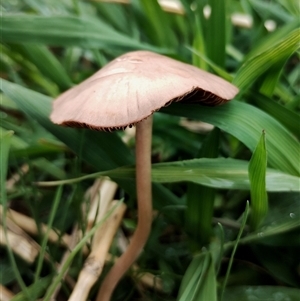 Unidentified Cap on a stem; gills below cap [mushrooms or mushroom-like] at Murrumbateman, NSW by Teresa