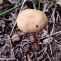 Unidentified Cap on a stem; gills below cap [mushrooms or mushroom-like] by Teresa