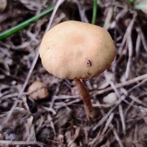 Unidentified Cap on a stem; gills below cap [mushrooms or mushroom-like] at Murrumbateman, NSW by Teresa