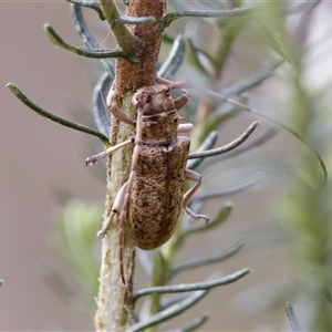 Acalolepta sp. (genus) at Bungonia, NSW - 26 Nov 2024