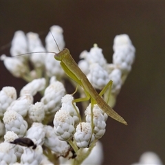 Orthodera ministralis (Green Mantid) at Bungonia, NSW - 26 Nov 2024 by KorinneM