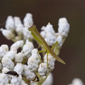 Orthodera ministralis at Bungonia, NSW - 26 Nov 2024