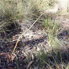 Dipodium roseum (Rosy Hyacinth Orchid) at Cook, ACT - 10 Dec 2024 by CathB