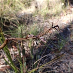 Dipodium roseum at Cook, ACT - 10 Dec 2024