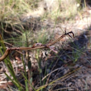 Dipodium roseum at Cook, ACT - 10 Dec 2024