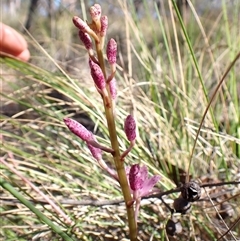 Dipodium roseum at Cook, ACT - 10 Dec 2024