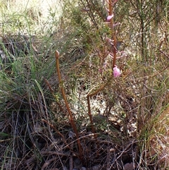 Dipodium roseum at Cook, ACT - 10 Dec 2024