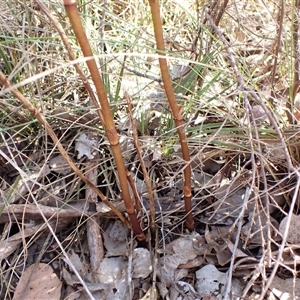 Dipodium roseum at Cook, ACT - 10 Dec 2024