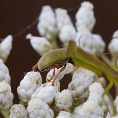 Edusella puberula at Bungonia, NSW - 26 Nov 2024