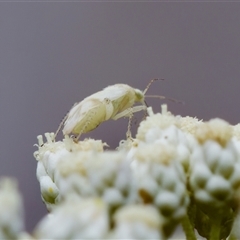 Mirini sp. (tribe) (A mirid bug) at Bungonia, NSW - 26 Nov 2024 by KorinneM