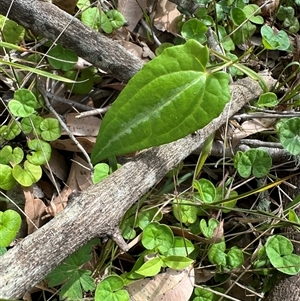 Clematis sp. at Kangaroo Valley, NSW - suppressed