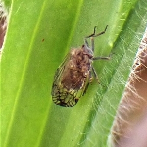 Cixiidae sp. (family) at Cook, ACT - 9 Dec 2024