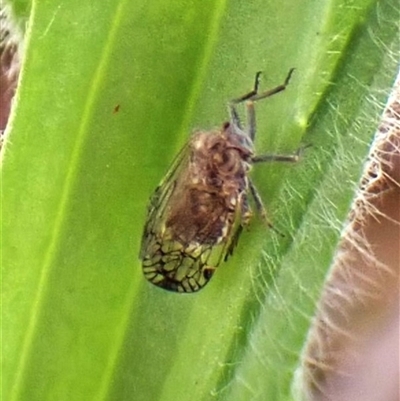 Cixiidae sp. (family) (Cixiid planthopper) at Cook, ACT - 8 Dec 2024 by CathB