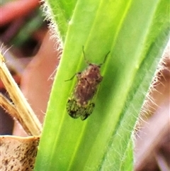 Cixiidae sp. (family) at Cook, ACT - 9 Dec 2024