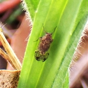 Cixiidae sp. (family) at Cook, ACT - 9 Dec 2024