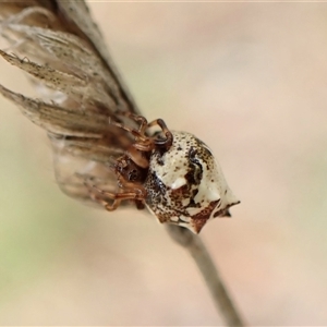 Phoroncidia sextuberculata at Cook, ACT by CathB