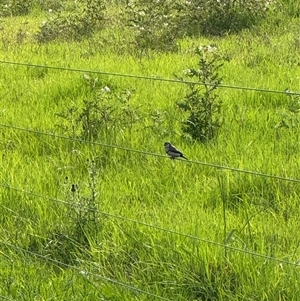 Stizoptera bichenovii (Double-barred Finch) at Brownlow Hill, NSW by MaxDownes