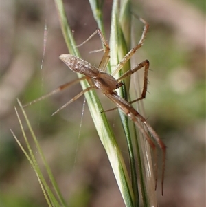 Argiope protensa at Cook, ACT by CathB