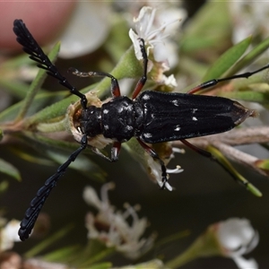 Distichocera thomsonella (A longhorn beetle) at Karabar, NSW by DianneClarke