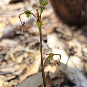 Thynninorchis huntianus at suppressed - 10 Dec 2024