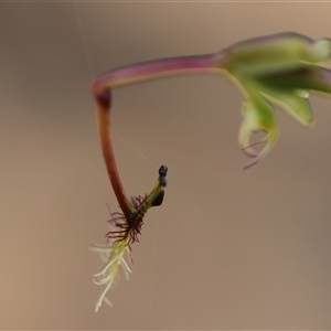 Thynninorchis huntianus at suppressed - 10 Dec 2024