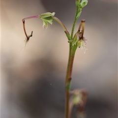 Thynninorchis huntianus at suppressed - 10 Dec 2024