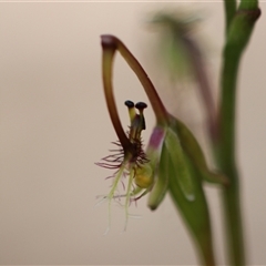 Thynninorchis huntianus at suppressed - 10 Dec 2024