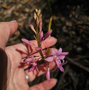 Dipodium roseum at Jingera, NSW - 10 Dec 2024